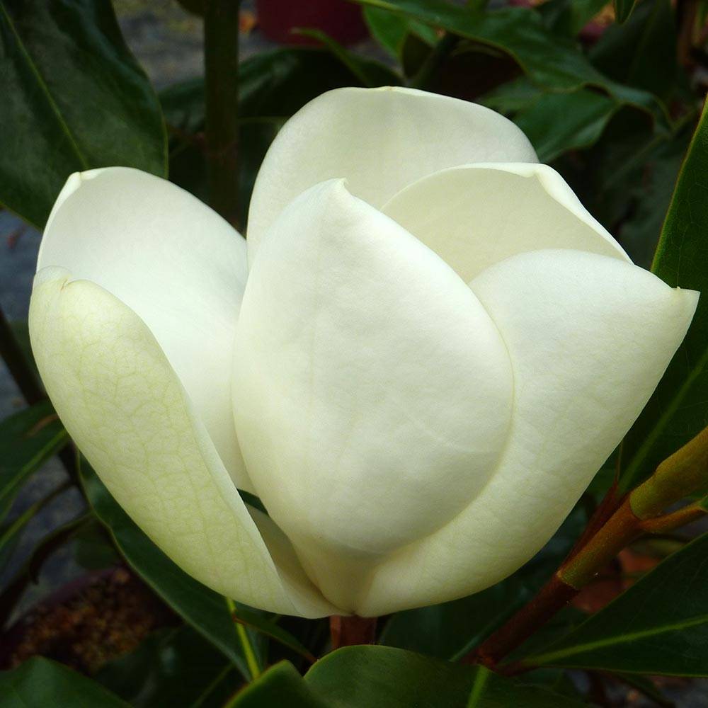 Promesse de Fleurs - Magnolia grandiflora Kay Parris - Magnolia persistant Pot de 4L/5L - Image 1