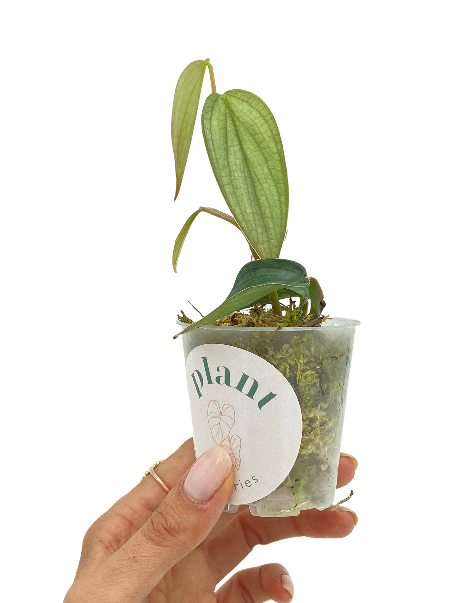 Philodendron Burle Marx Fantasy - Pot de 8cm - Plantes d'intérieur - Image 3