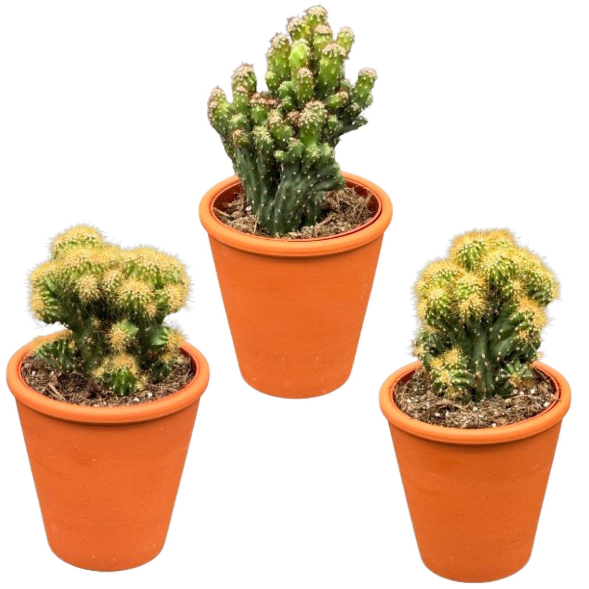 Trio de Cactus Monstrueux en Terracotta- La Green Touch