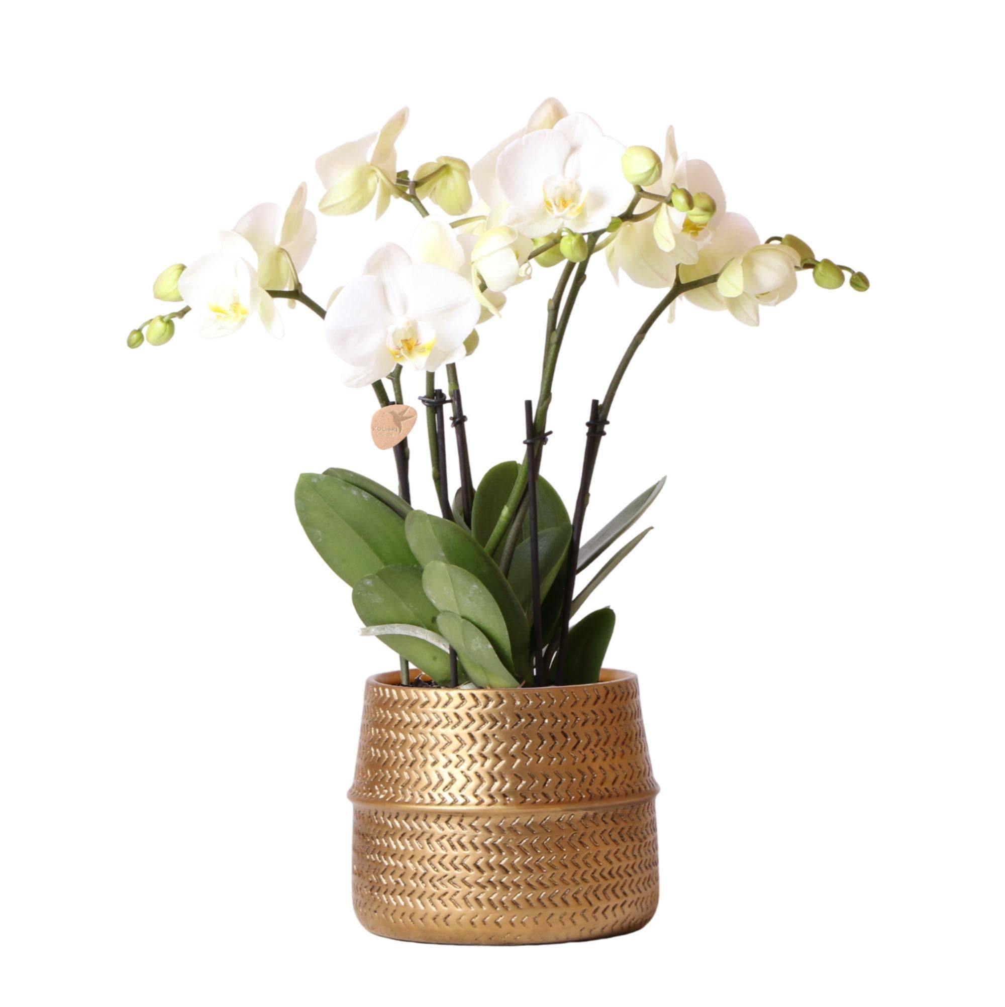 La Green Touch - Orchidée Amabilis Blanche et son pot- La Green Touch Doré D12 - Hauteur 35cm - Imagen 1