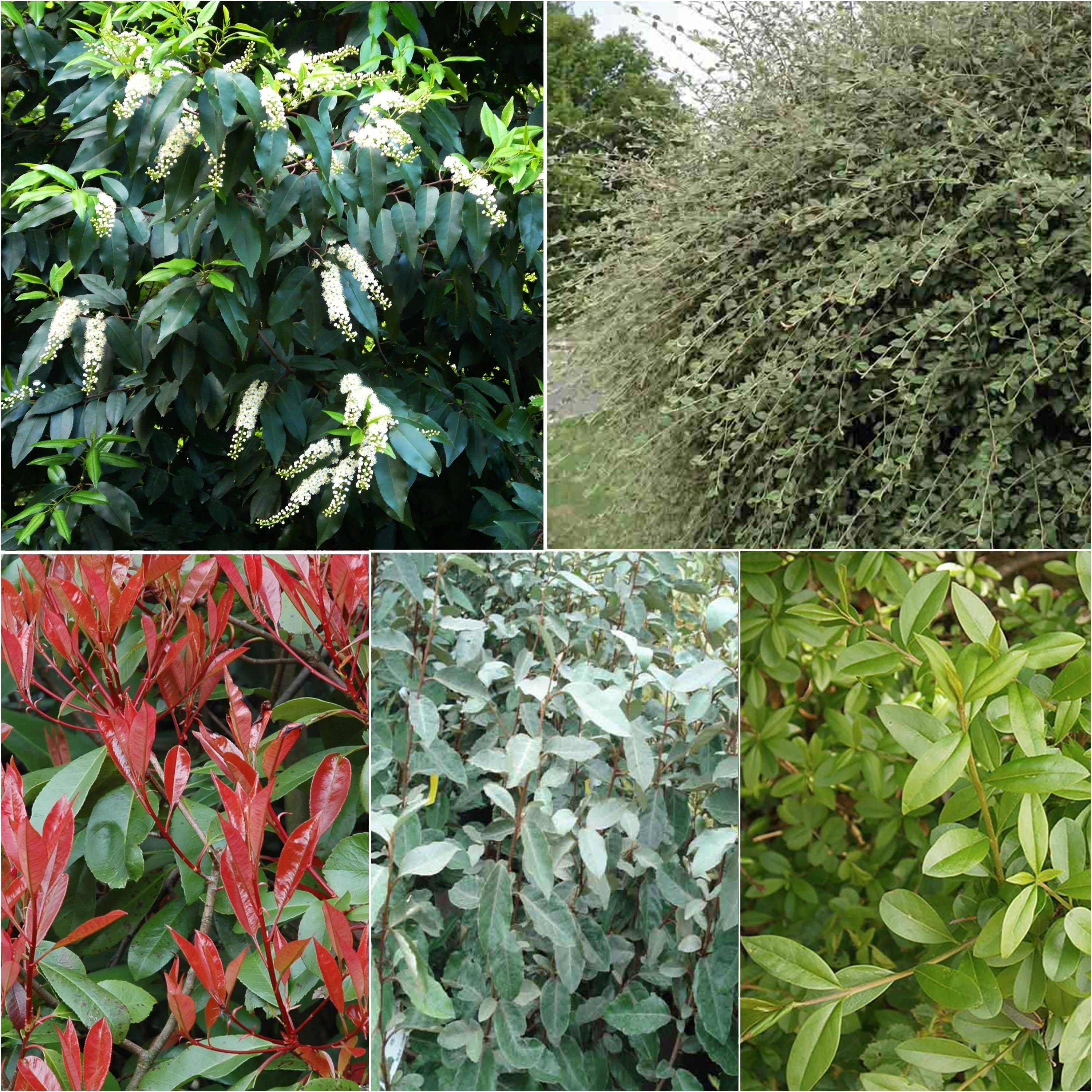Promesse de Fleurs - Kit 10 m de haie persistante - Collection de 10 plantes