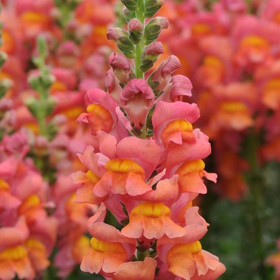 Promesse de Fleurs - Graines de Muflier F1 Potomac Orange - Antirrhinum majus le sachet de 20 graines environ