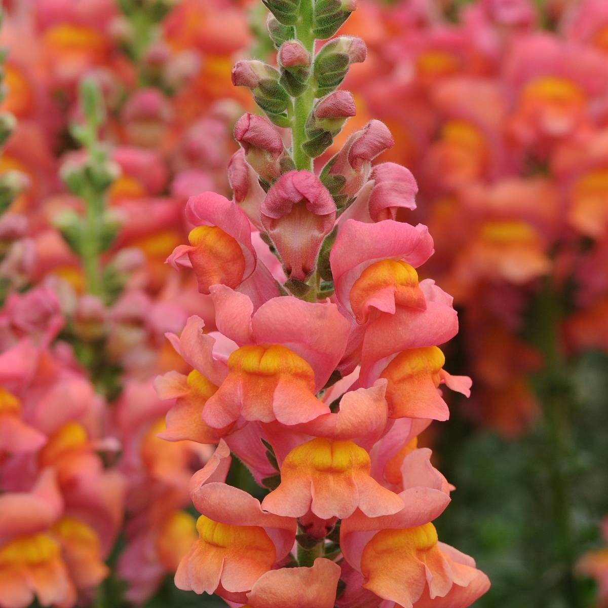 Promesse de Fleurs - Graines de Muflier F1 Potomac Orange - Antirrhinum majus le sachet de 20 graines environ