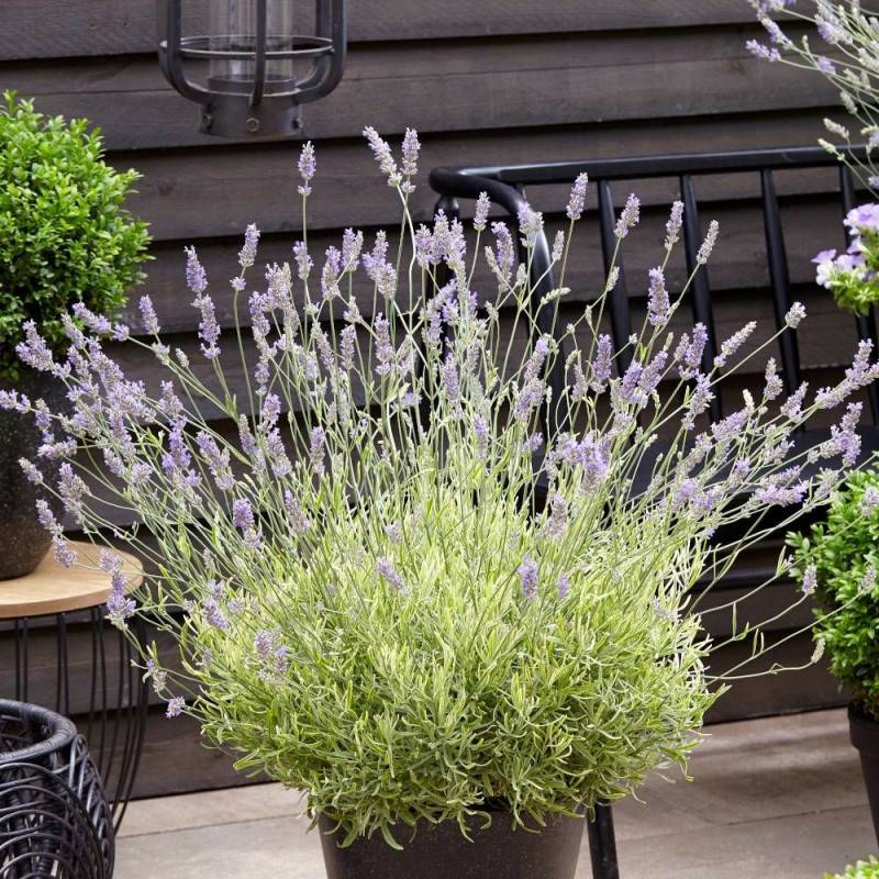 Lavande Platinum Blonde® 'Monparler' à fleurs Bleue/ - feuillage Persistant - Pot de 3L - 20/40 cm - Imagen 4