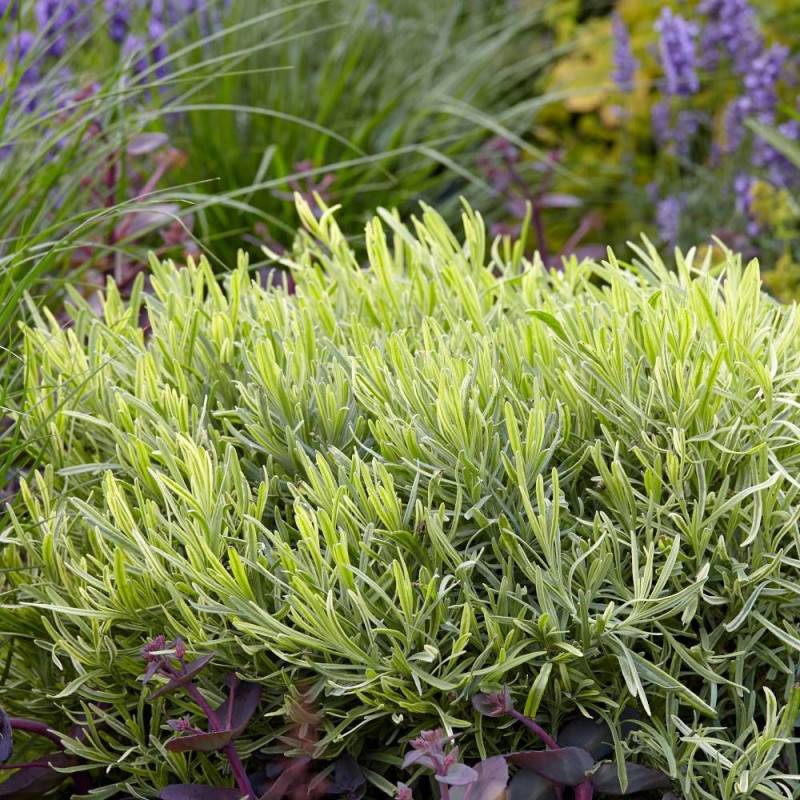 Lavande Platinum Blonde® 'Monparler' à fleurs Bleue/ - feuillage Persistant - Pot de 3L - 20/40 cm - Imagen 6