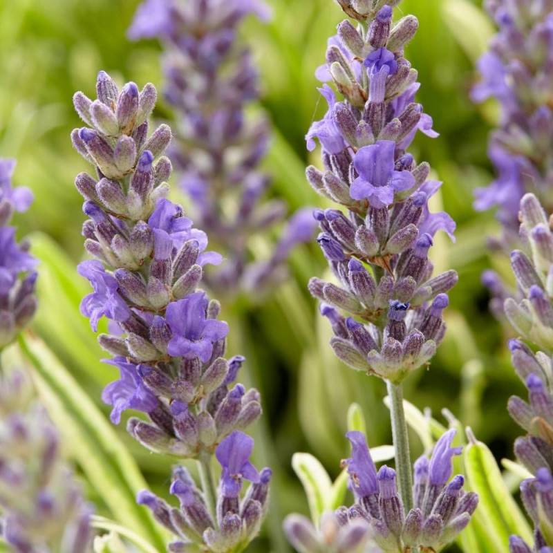 Lavande Platinum Blonde® 'Monparler' à fleurs Bleue/ - feuillage Persistant - Pot de 3L - 20/40 cm - Imagen 7