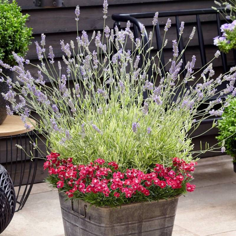 Lavande Platinum Blonde® 'Monparler' à fleurs Bleue/ - feuillage Persistant - Pot de 3L - 20/40 cm - Imagen 2