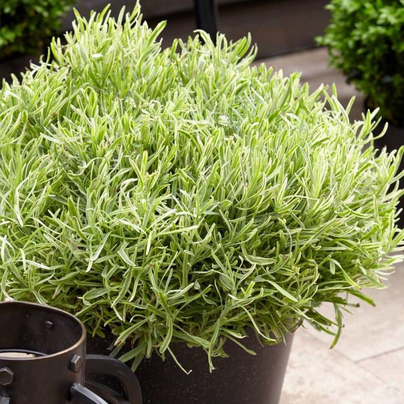 Lavande Platinum Blonde® 'Monparler' à fleurs Bleue/ - feuillage Persistant - Pot de 3L - 20/40 cm - Imagen 3