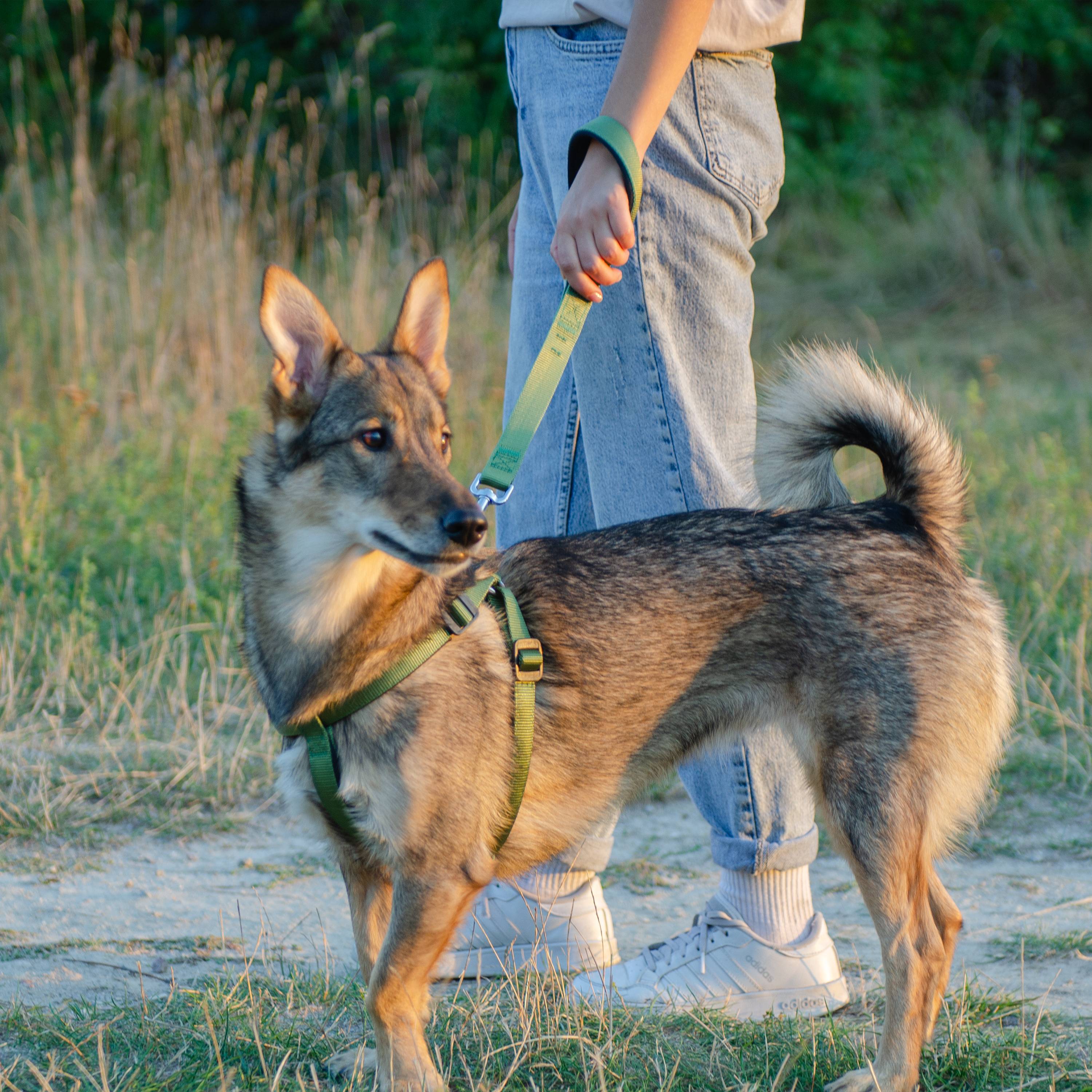 Ferplast - Ferplast laisse pour chien DAYTONA, Laisse courte en nylon pour chiens de taille moyenne/grande, 45 cm, avec poignée rembourrée confortable et - Imagen 3