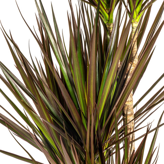 La Green Touch - Dracaena Marginata Magenta - D17 H50cm - Image 2