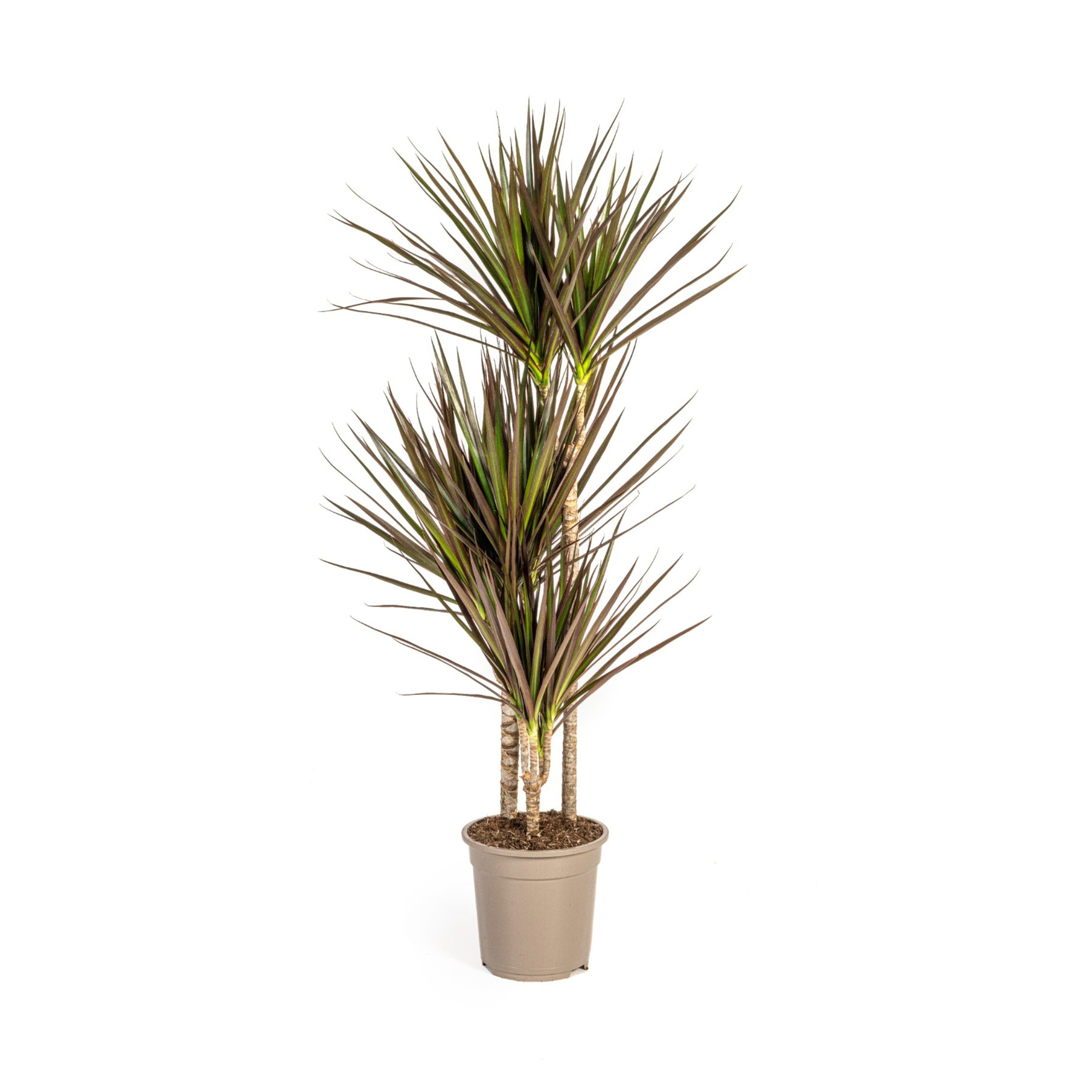 La Green Touch - Dracaena Marginata Magenta - D17 H50cm - Image 4