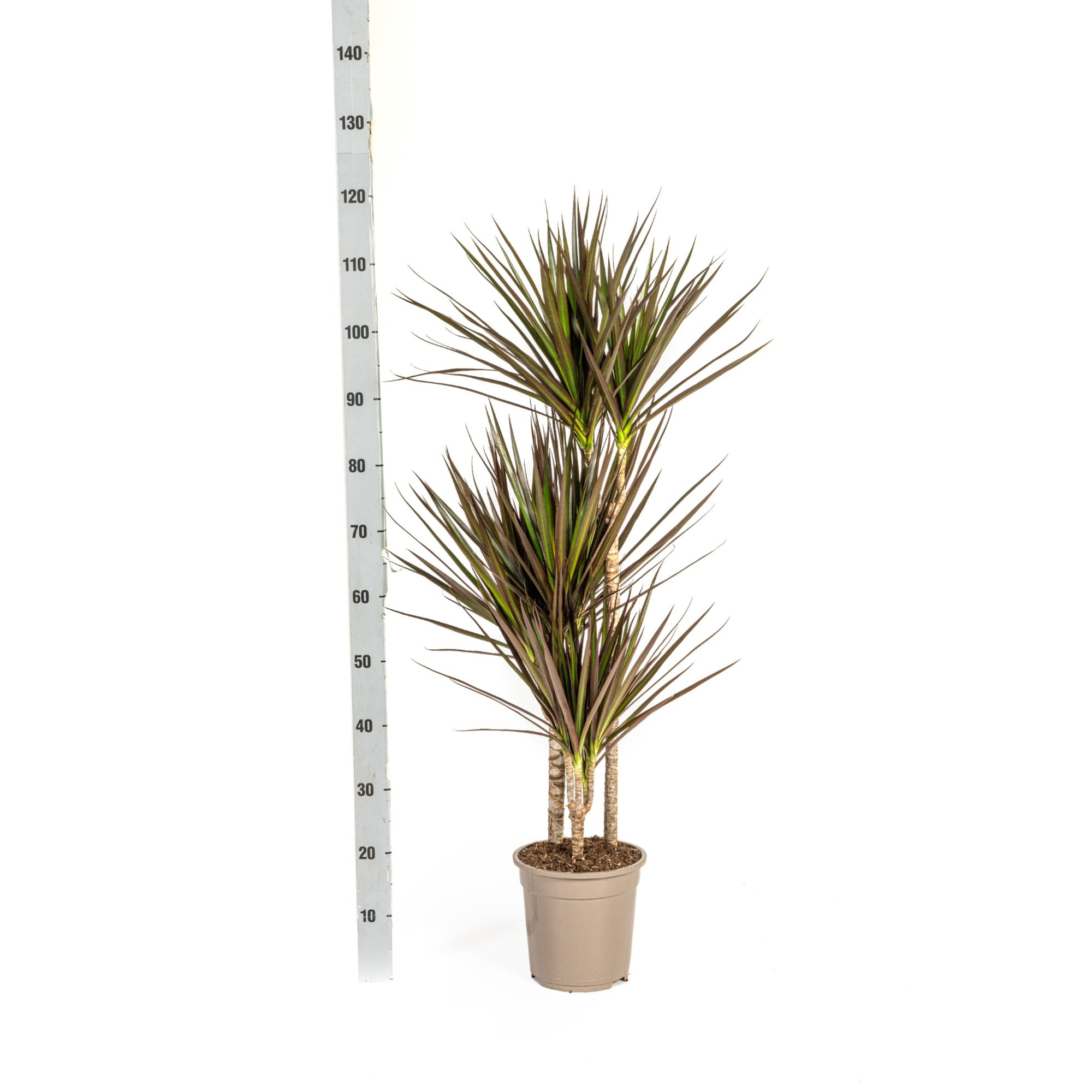 La Green Touch - Dracaena Marginata Magenta - D17 H50cm - Image 3