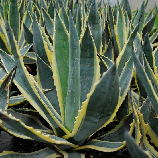 Promesse de Fleurs - Agave americana Variegata - Agave d'Amérique Pot de 7,5L/10L