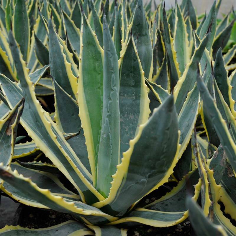 Promesse de Fleurs - Agave americana Variegata - Agave d'Amérique Pot de 7,5L/10L