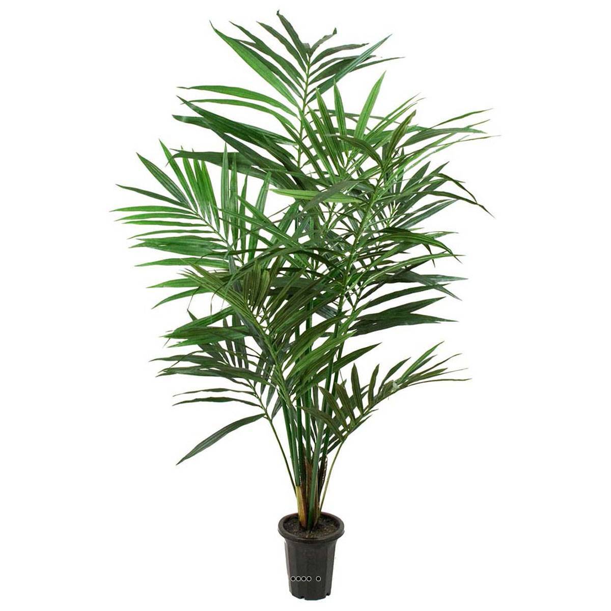 Artificielles - Palmier Kentia artificiel H 120 cm Dense et Aerien en pot - dimhaut: H 120 cm - couleur: Vert