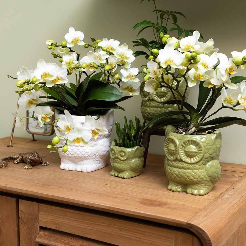 Owl Bloempot - Pot Hibou en Céramique Blanche- La Green Touch - Imagen 4