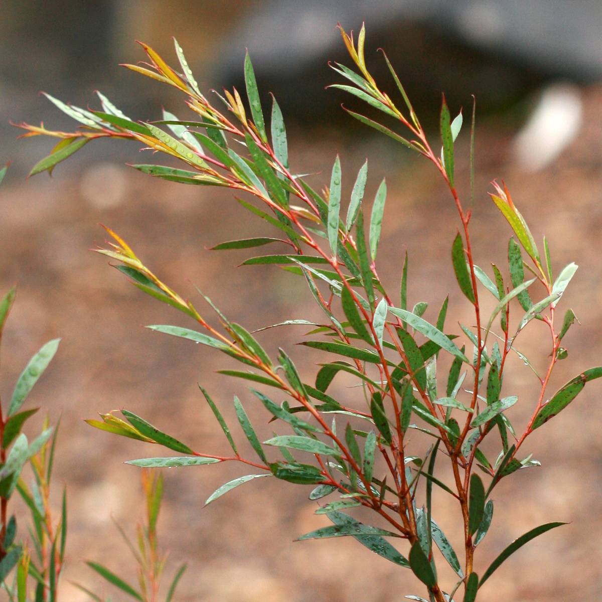 Eucalyptus moorei subsp. moorei Pot de 4L/5L, Pot anti-chignon - Image 1