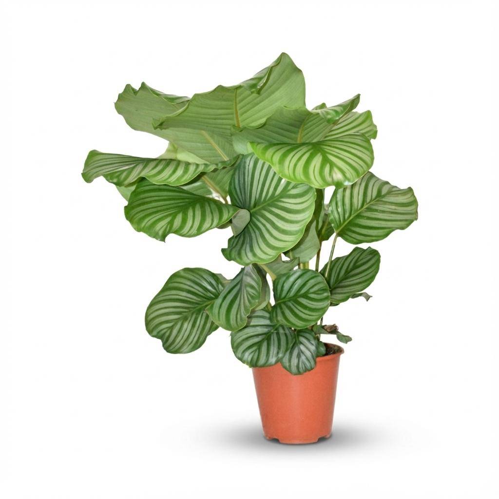 Calathea orbifolia - Ø17cm - ↕50cm - Plantes d’intérieur