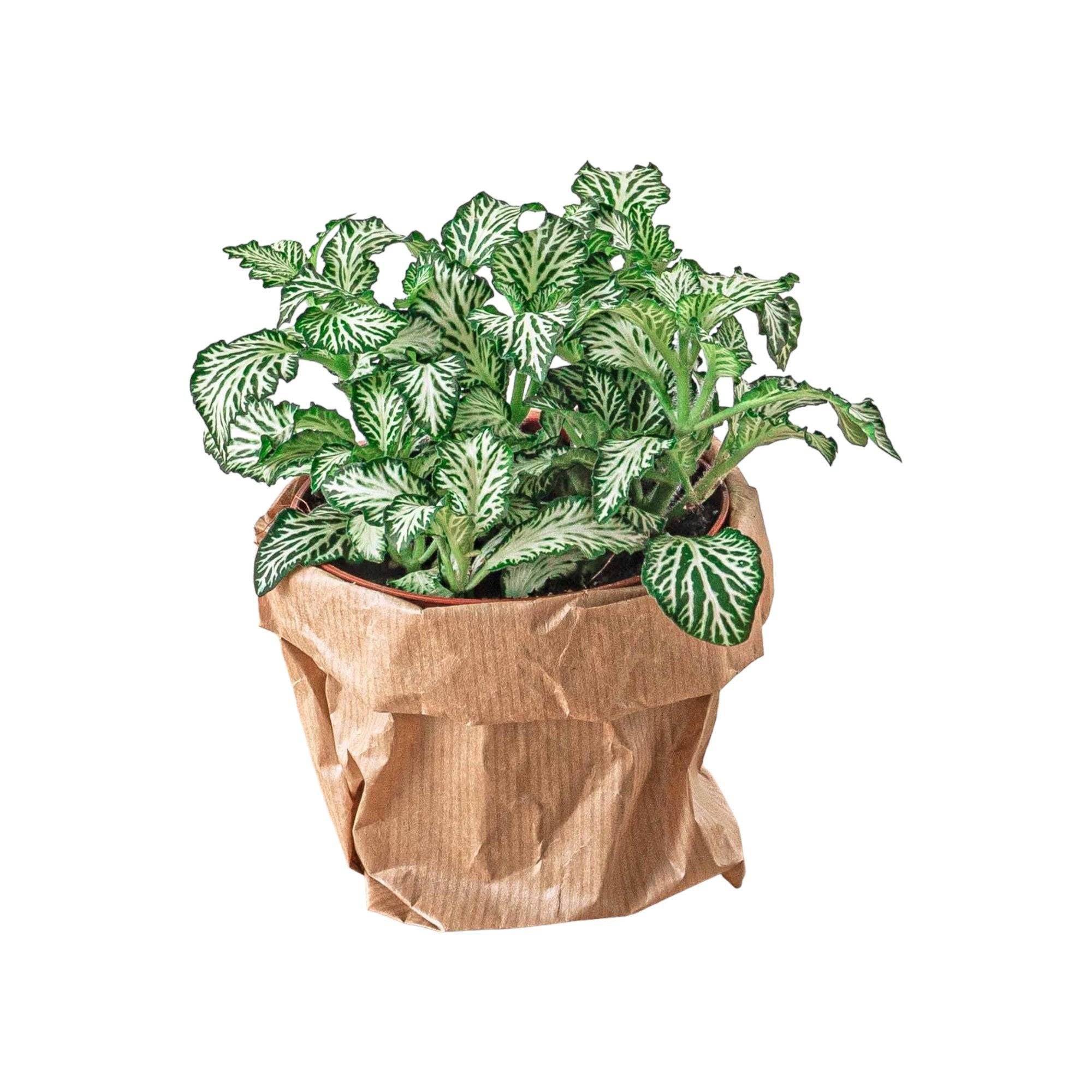 La Green Touch - Fittonia vert