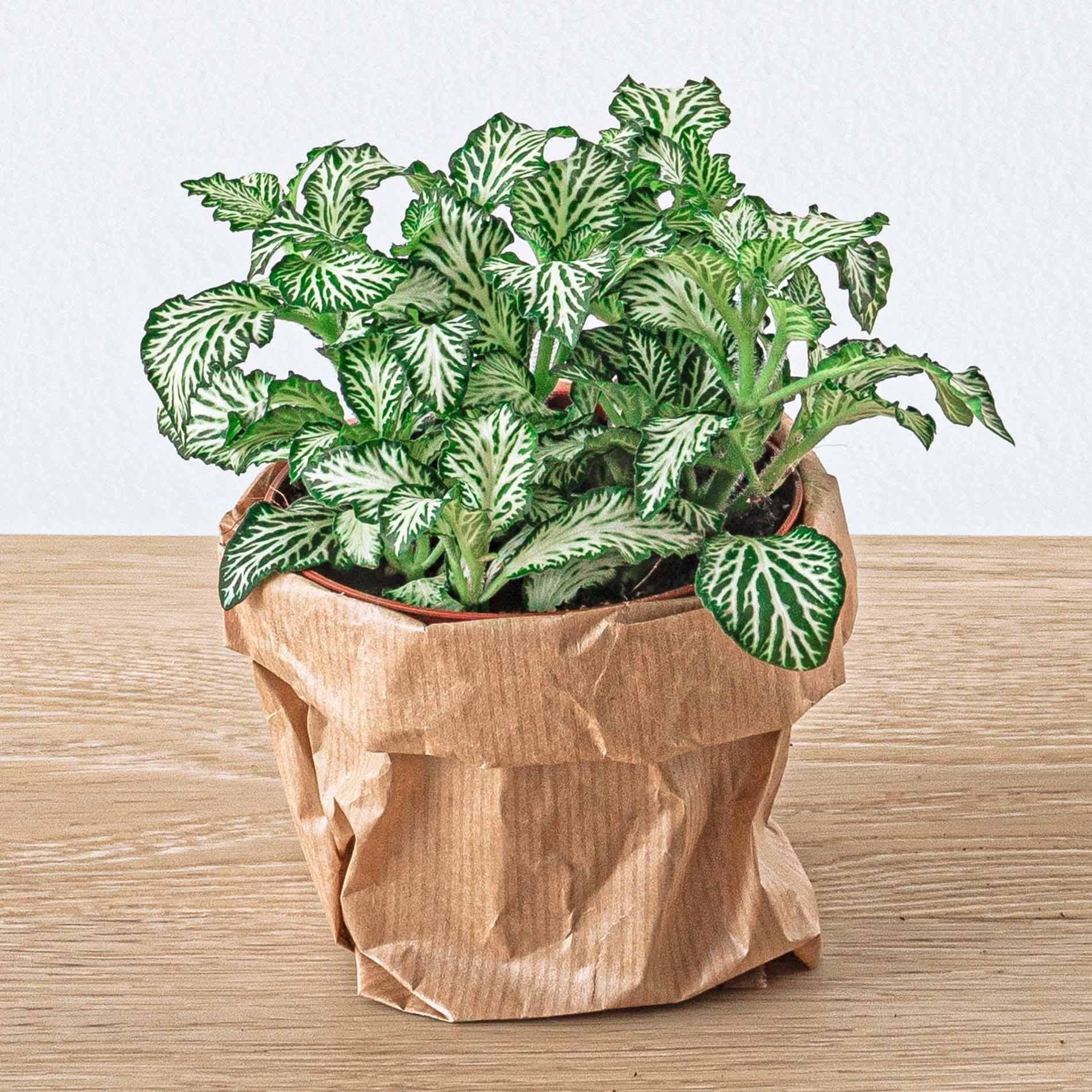 La Green Touch - Fittonia vert - Image 2