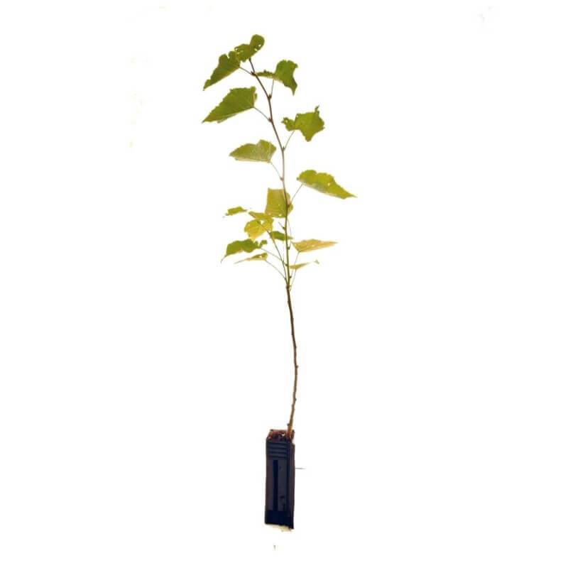 Tilleul à grandes feuilles (Tilia platyphyllos) - Godet - Taille 30/50cm - Pépinières Naudet - Imagen 2