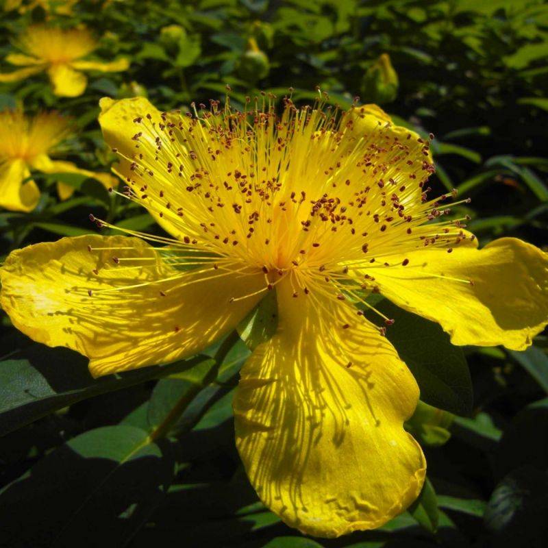 Millepertuis à grandes fleurs (Hypericum calycinum) - Godet - Taille 13/25cm - Pépinières Naudet - Imagen 1