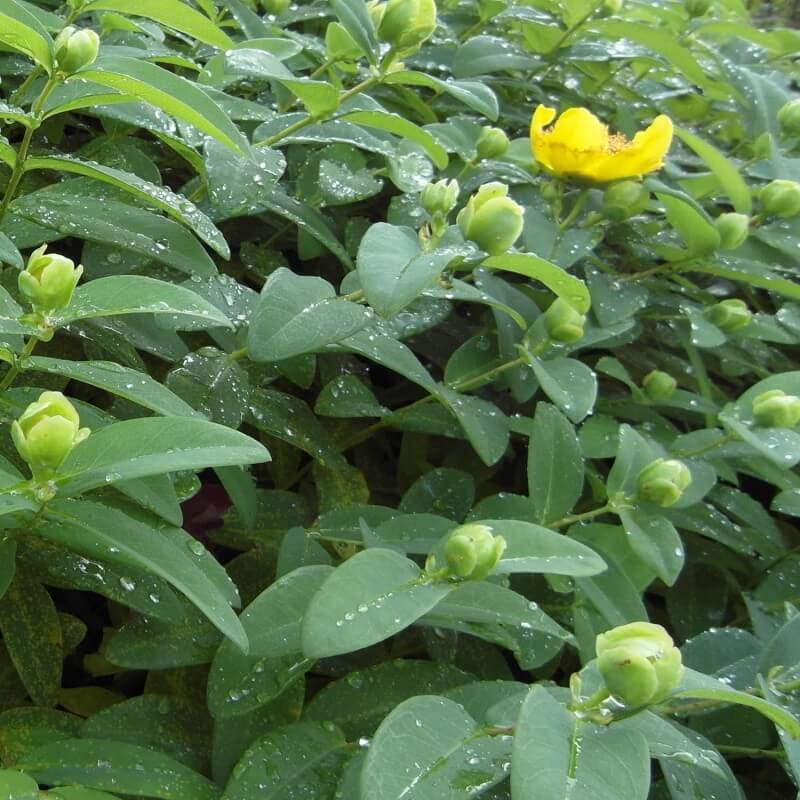 Millepertuis à grandes fleurs (Hypericum calycinum) - Godet - Taille 13/25cm - Pépinières Naudet - Imagen 3