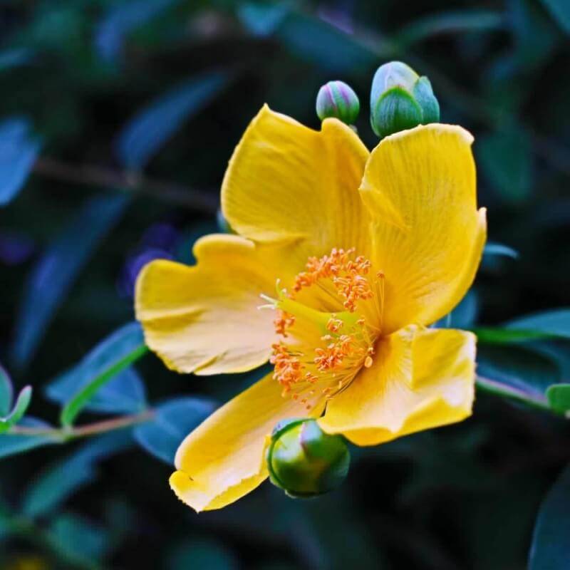Millepertuis à grandes fleurs (Hypericum calycinum) - Godet - Taille 13/25cm - Pépinières Naudet - Imagen 2