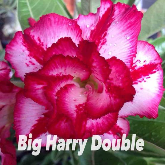 Sans Marque - Adenium obesum cv.Big Harry double Caudex d'environ 150g - Image 1