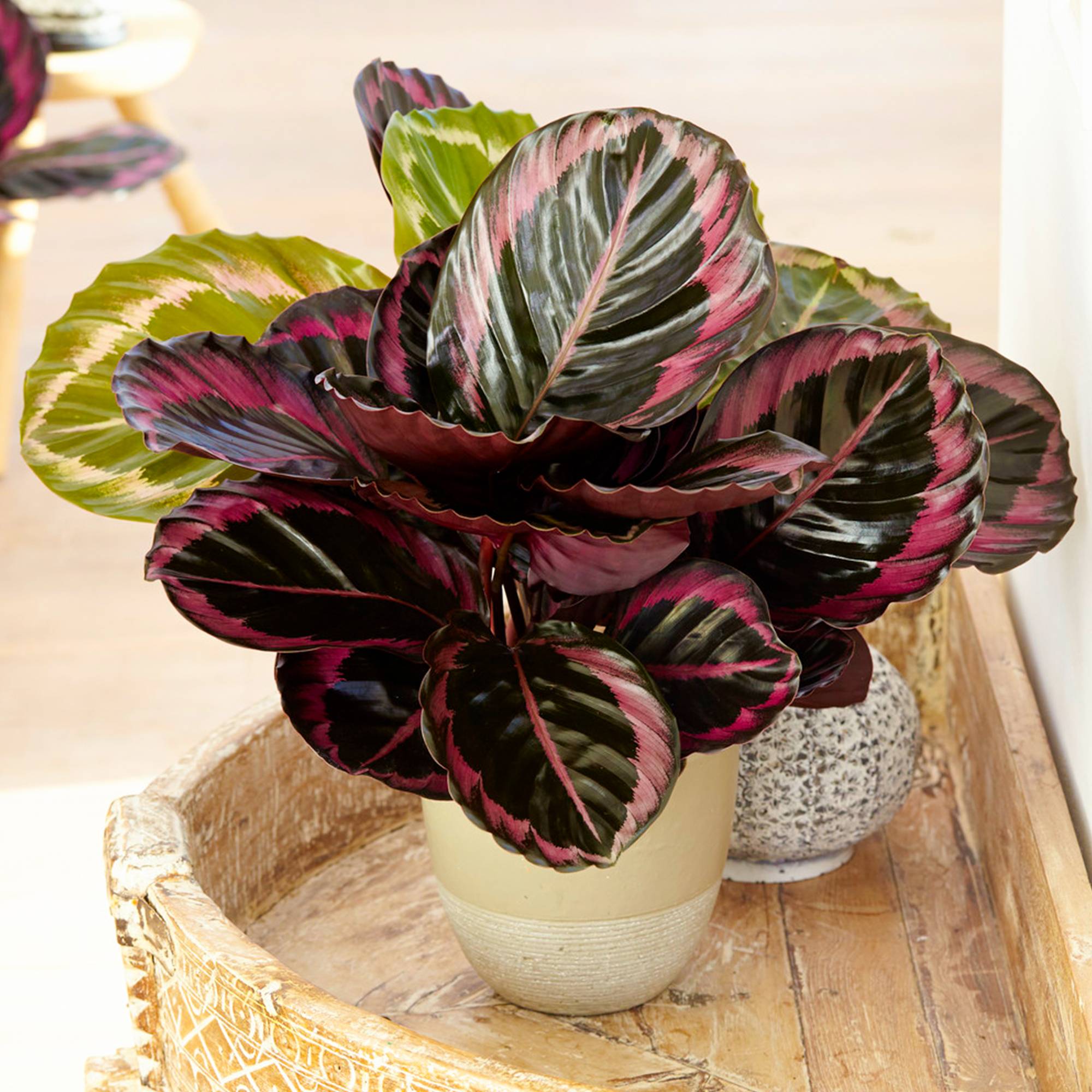 Gardenersdream - Calathea Surprise Star | Plante D'Intérieur En Pot 25-35Cm | Idéal Pour La Maison Ou Le Bureau - GardenersDream - Imagen 1