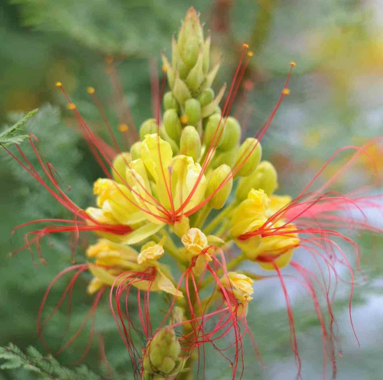 Sans Marque - Albizia julibrissin (Arbre à soie rose - Acacia de Constantinople) Couleur floraison:Rose - Taille:Pot de 30L 200cm - Image 3
