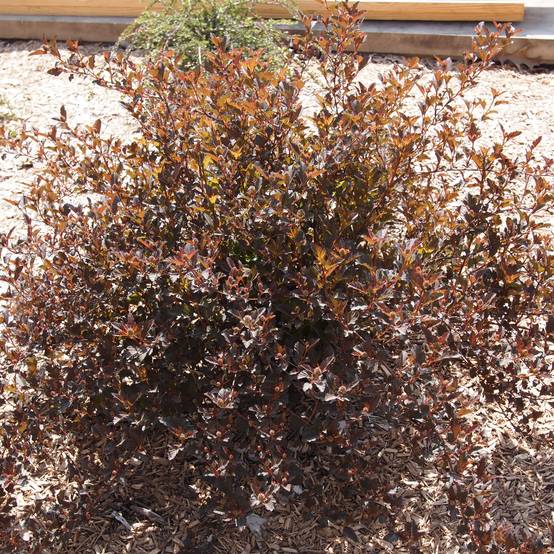 Physocarpus opulifolius Little Devil Pot de 7,5L/10L - Image 1