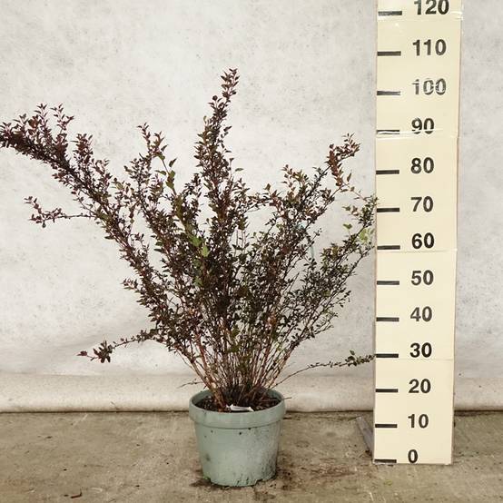 Physocarpus opulifolius Little Devil Pot de 7,5L/10L - Image 2