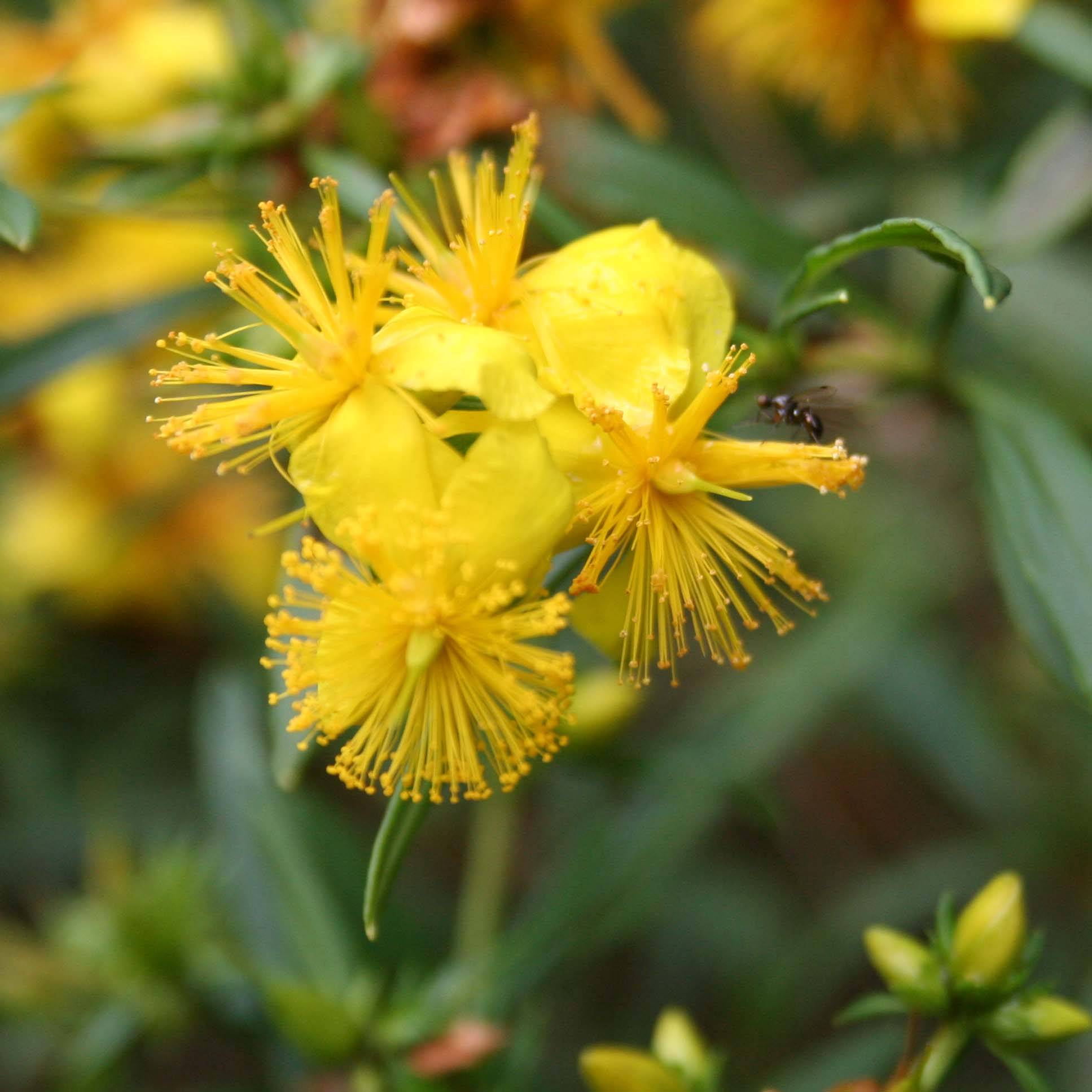 Millepertuis - Hypericum densiflorum Buttercup Godet de 8/9 cm - Image 1