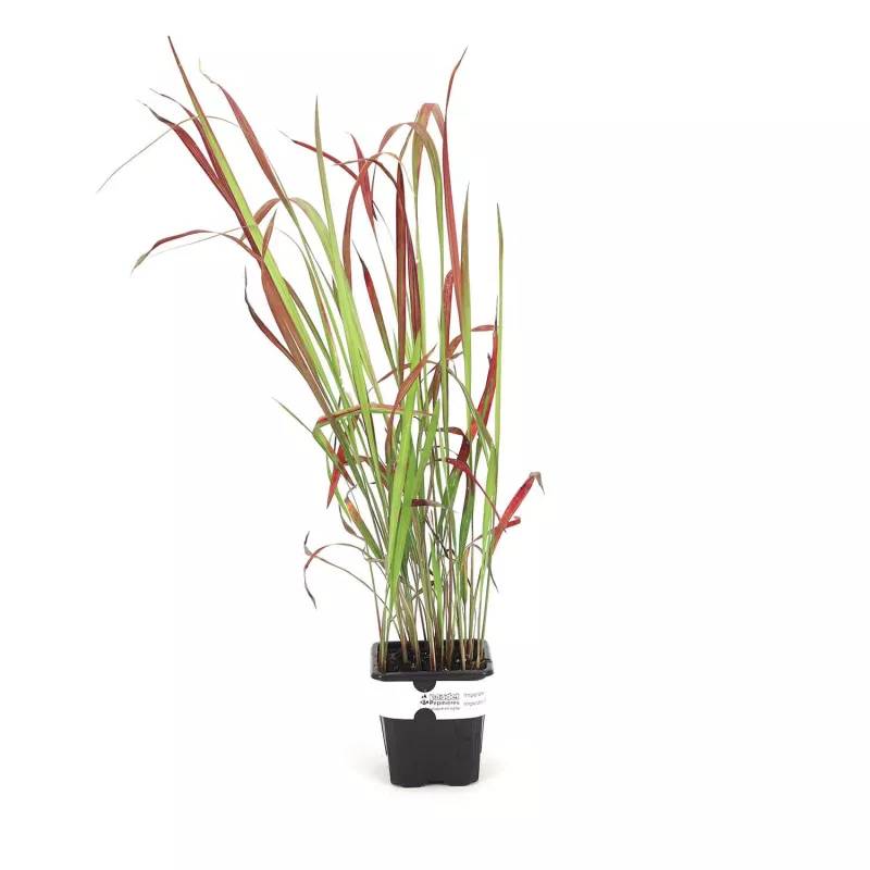 3 Imperata 'Red Baron' - Lot de 3 graminées - Pépinières Naudet - Imagen 2