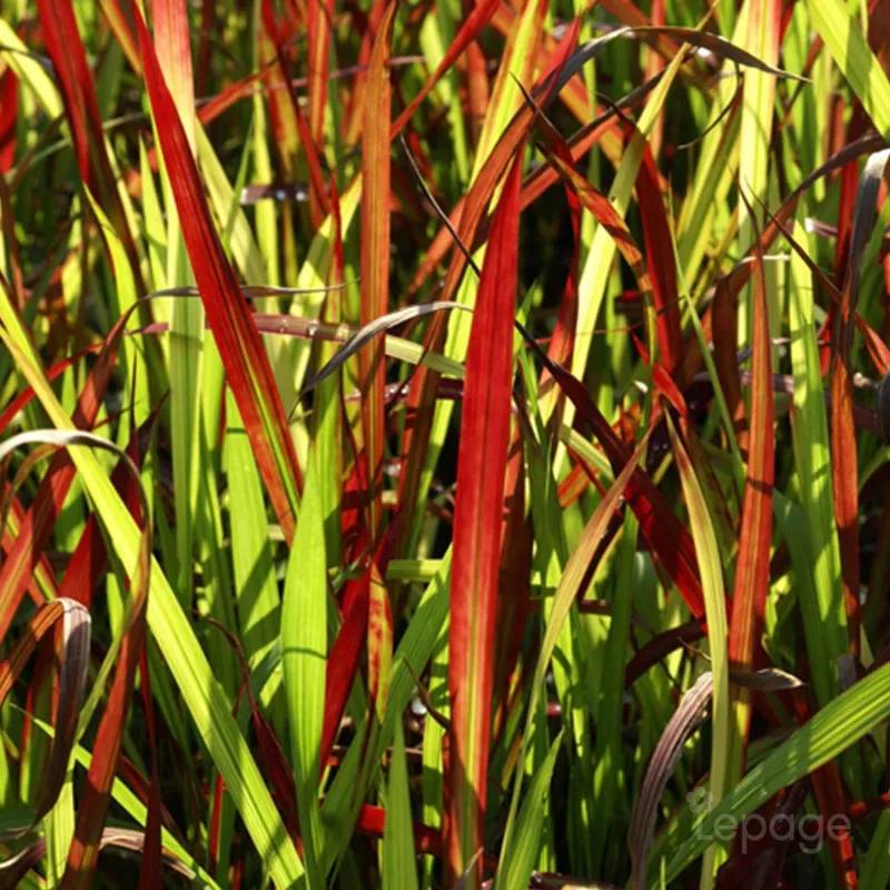 3 Imperata 'Red Baron' - Lot de 3 graminées - Pépinières Naudet - Imagen 1