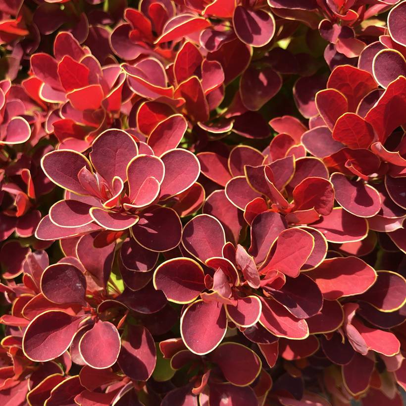 Promesse de Fleurs - Berberis thunbergii Ruby Star - Epine-vinette Godet de 8/9 cm