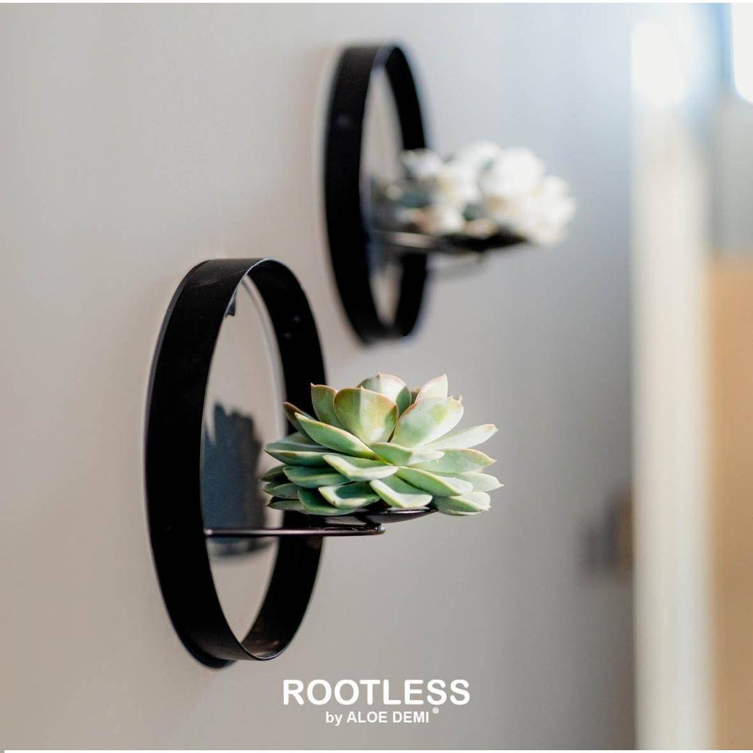 La Green Touch - Echeveria Lilacina Sans Racines sur Anneau Noir- La Green Touch - Imagen 6