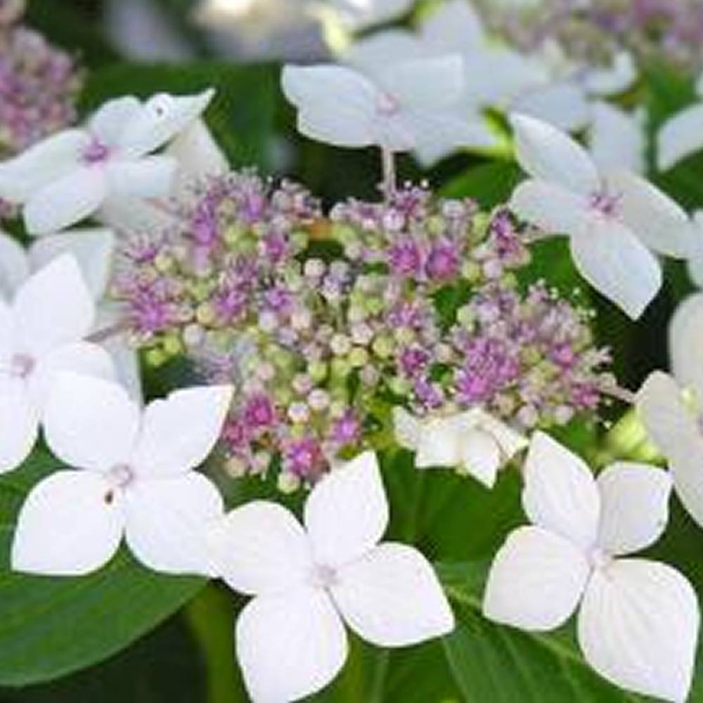 Gardenersdream - Hortensia 'Teller Blanc' arbuste à feuilles caduques plante rustique en pot - GardenersDream - Imagen 1
