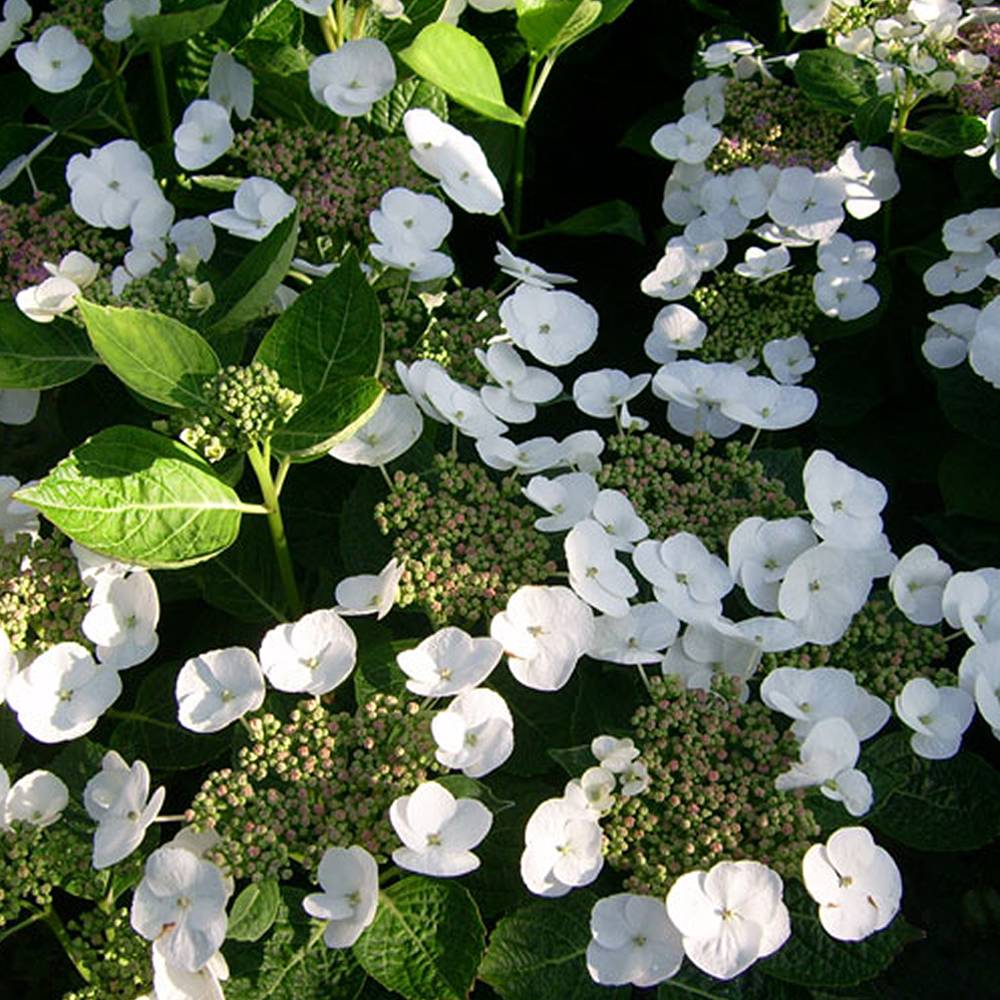 Gardenersdream - Hortensia 'Teller Blanc' arbuste à feuilles caduques plante rustique en pot - GardenersDream - Imagen 2