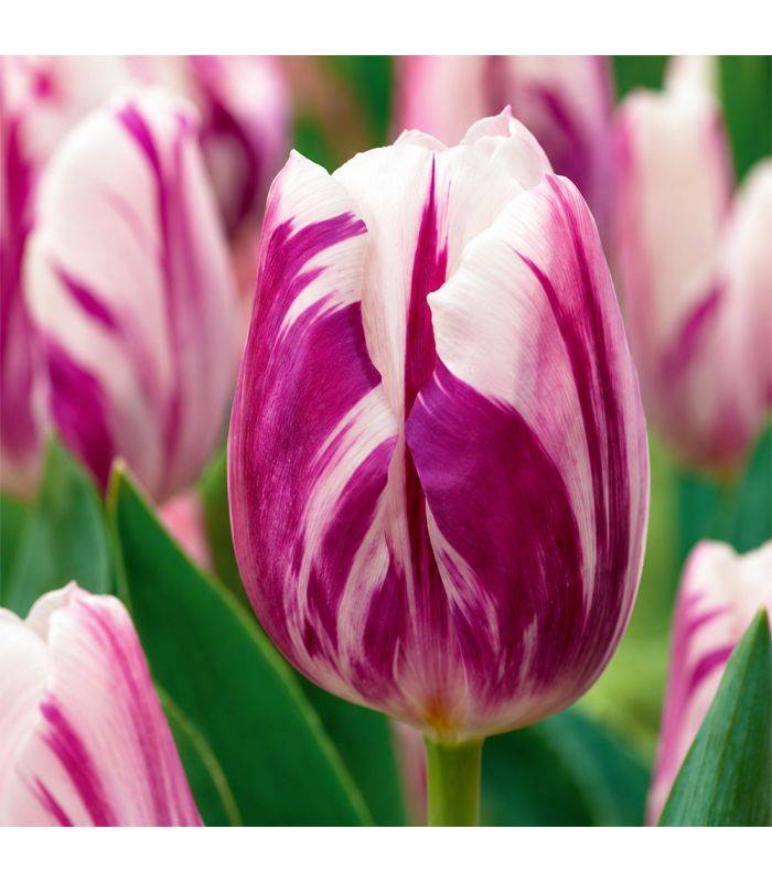 Tulipe Flaming Flag Sgaravatti 6 bulbes blancs flammés de bleu, floraison originale pour massif et bouquet - 617091 - Image 1