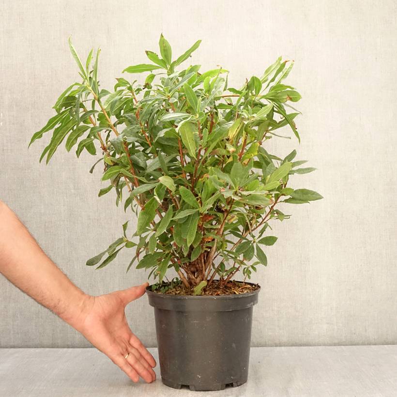 Promesse de Fleurs - Azalée de Chine - Rhododendron luteum Pot de 4L/5L - Image 2
