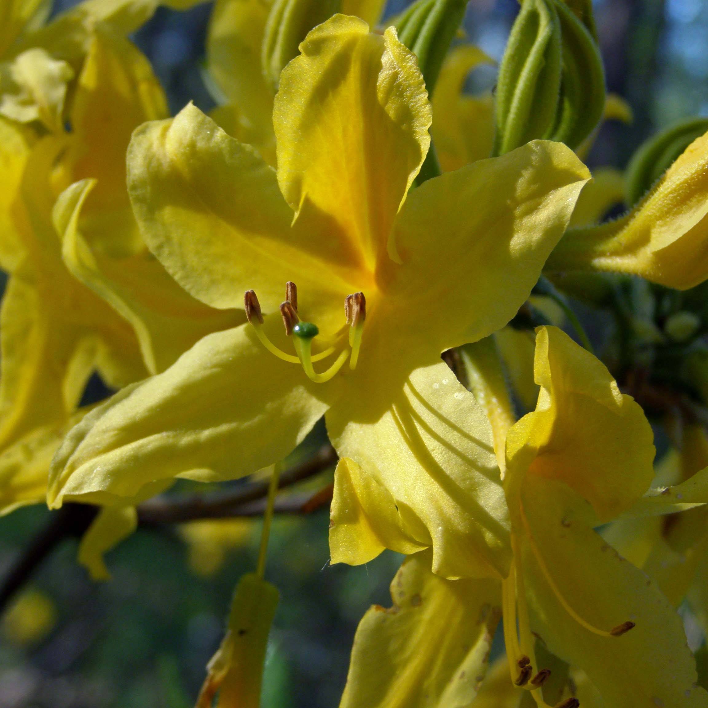 Promesse de Fleurs - Azalée de Chine - Rhododendron luteum Pot de 4L/5L - Image 1