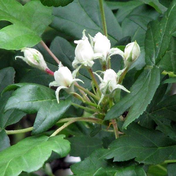 Promesse de Fleurs - Sorbus torminalis - Alisier des Bois Pot de 3L/4L