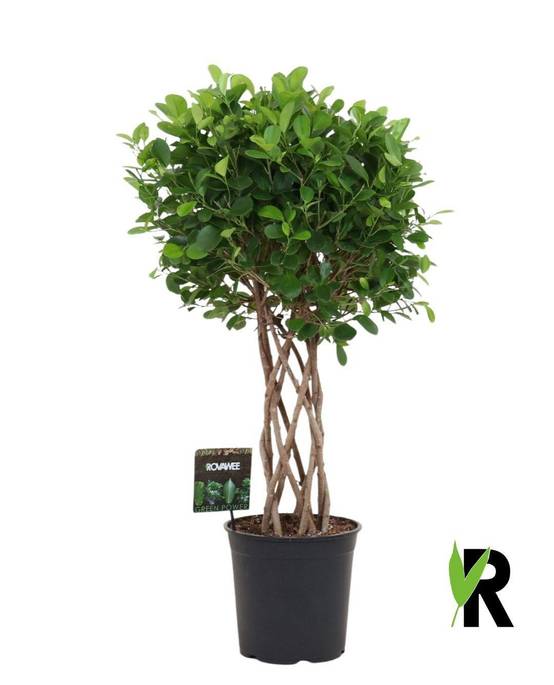 Ficus Moclame Tressé Cilinder - D27 H120cm