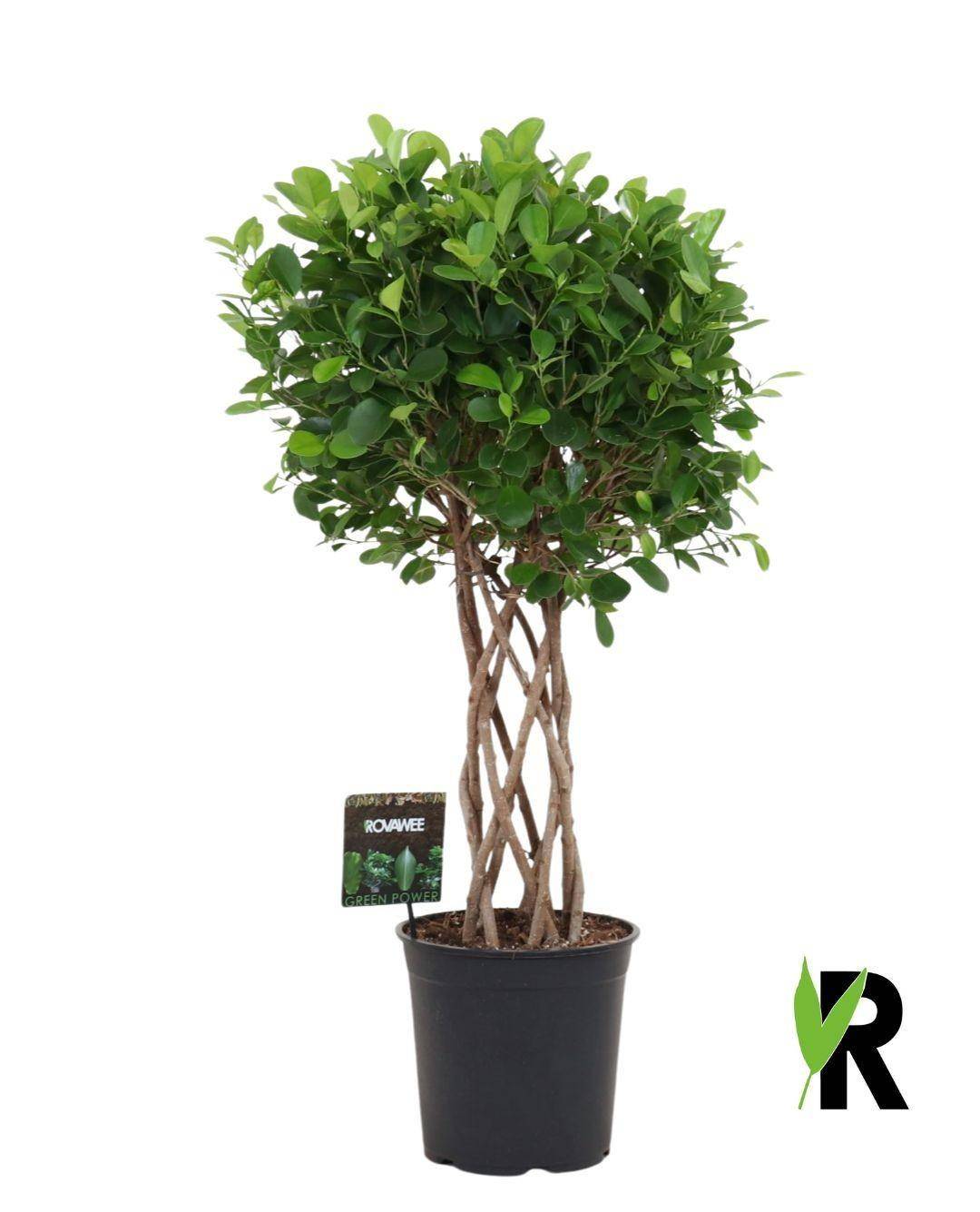 La Green Touch - Ficus Moclame Tressé Cilinder - D27 H120cm