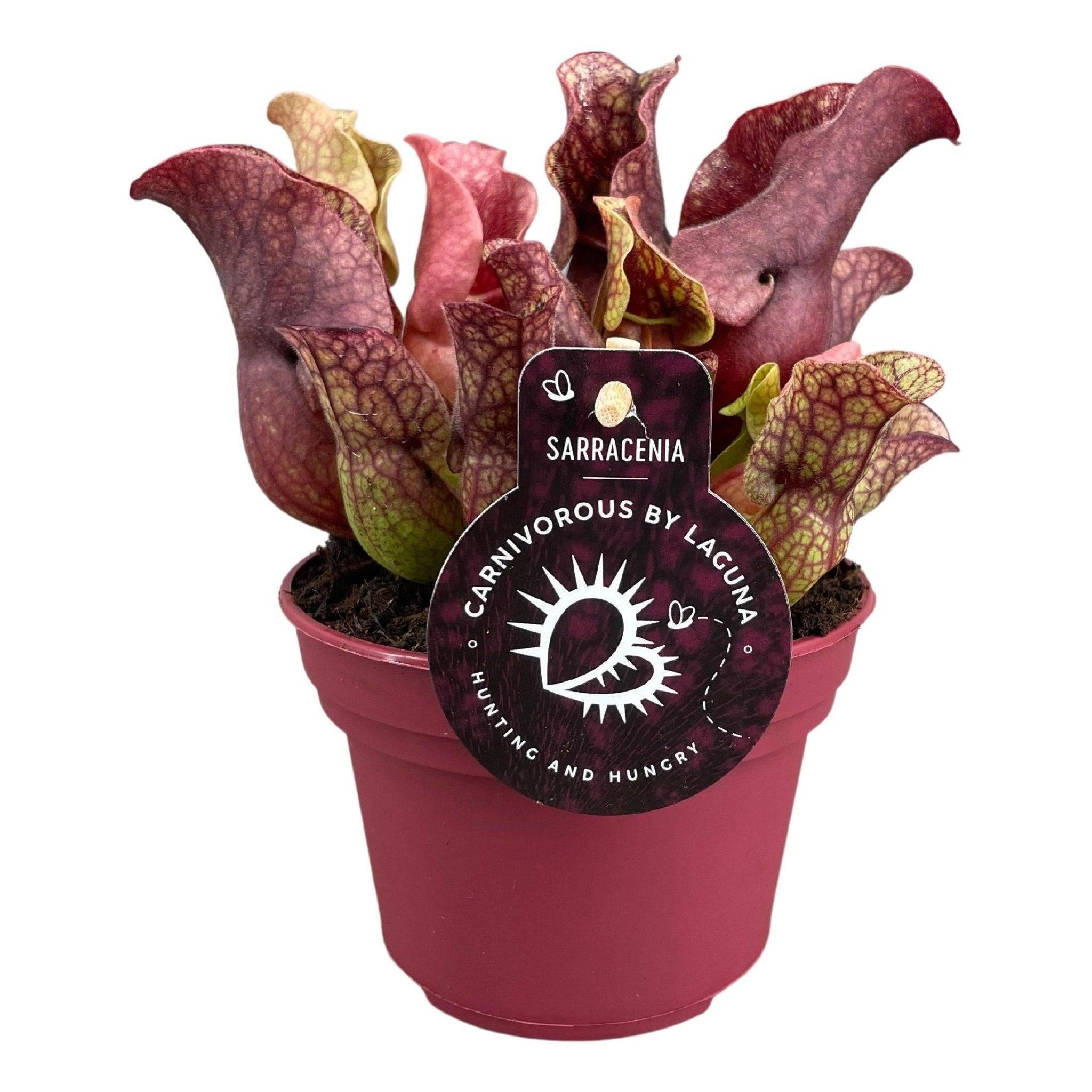 Sarracenia Sylwia 20cm - Plante d'intérieur- La Green Touch - Image 1