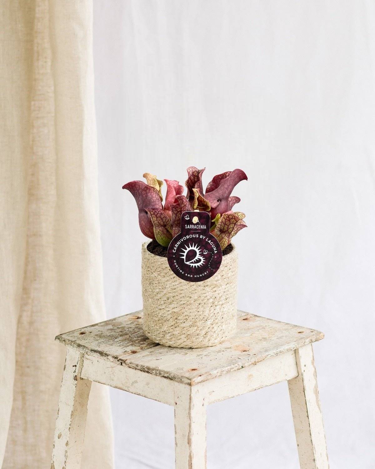 La Green Touch - Sarracenia Sylwia 20cm - Plante d'intérieur- La Green Touch