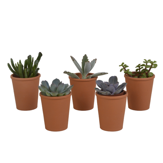 5x Mélange de plantes grasses - en pot terracotta - Ø5,5cm - ↕13cm - Plantes d’intérieur - Image 1