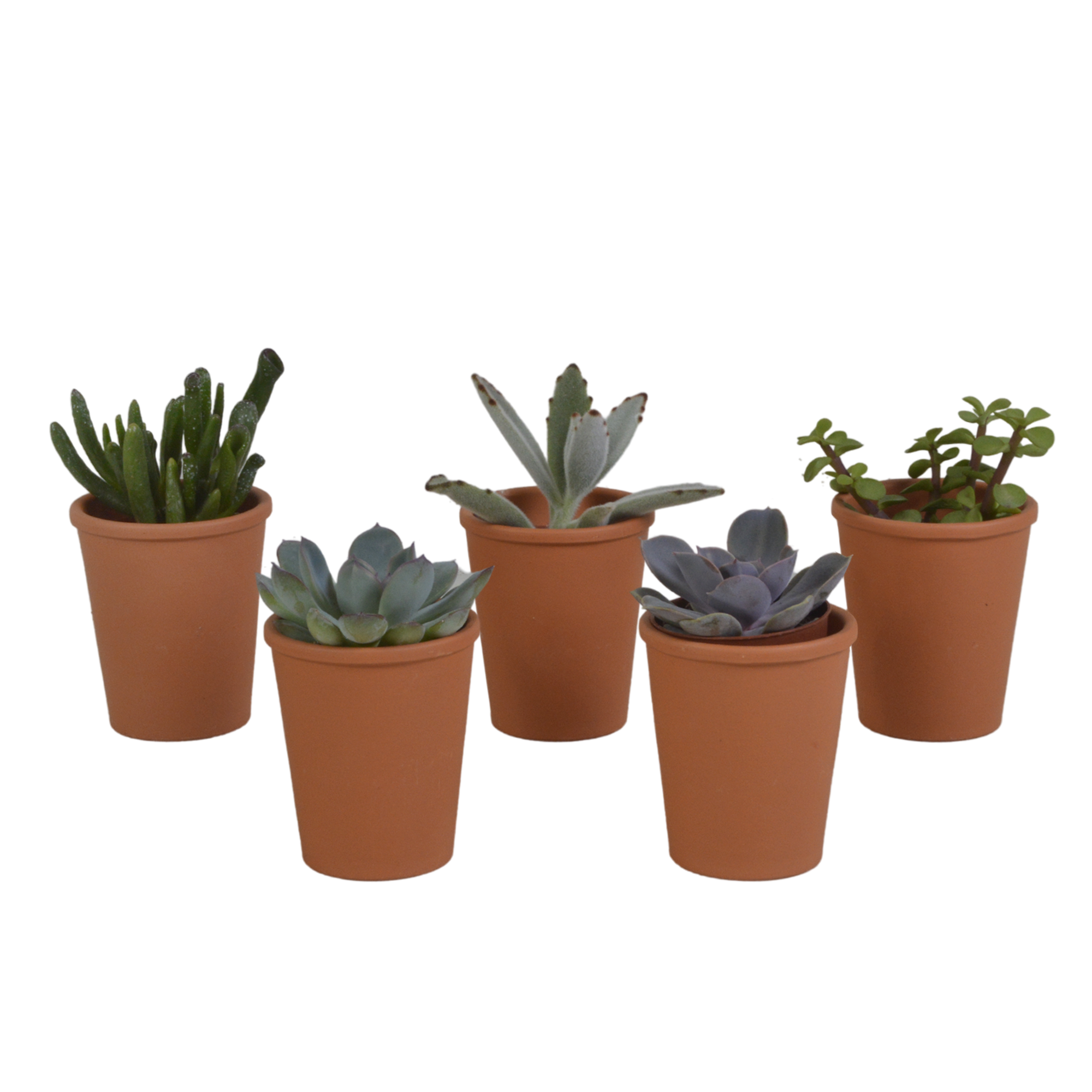 5x Mélange de plantes grasses - en pot terracotta - Ø5,5cm - ↕13cm - Plantes d’intérieur - Image 1